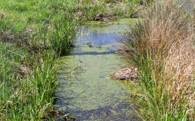 Kontrollmanager Gewässer